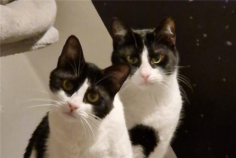 Michel und Maria sind sehr verspielt.