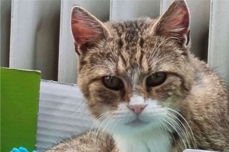 Mickey. Fotos: privat