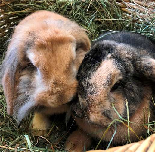 Mickey und Minnie.Foto: privat