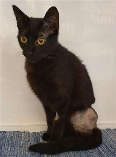 Mietzi hat einen grausamen Unfall erlitten. Fotos: Jessica Stoll, Tierschutz Siebengebirge