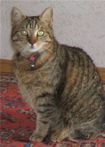 Miezi ist mit 27 Jahren die älteste vermittelte Katze.privat