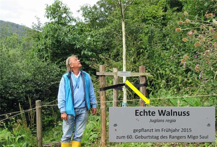 Migo Saul an seinem Walnuss-Baum.