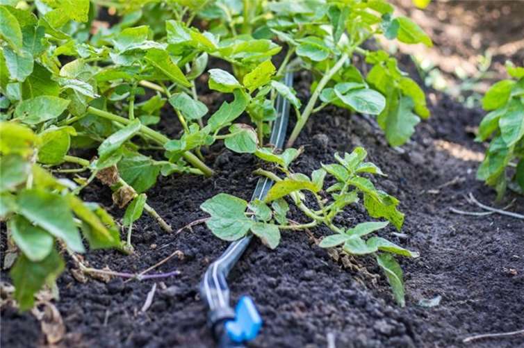 Mikrobewässserungen sind schonend und somit eine gute Möglichkeit für das schnelle Bewässern eines Gemüsebeets. Quelle: @Natalia - #222071847 / stock.adobe.com