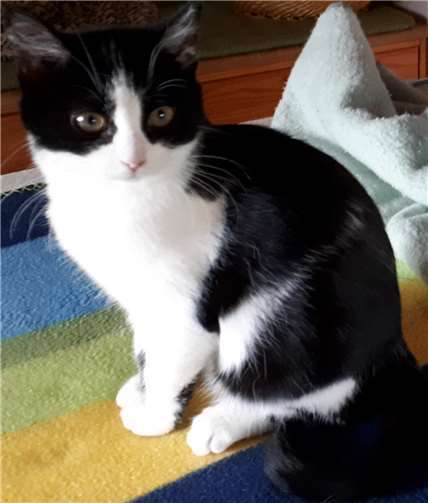 Mila ist genauso wie ihre Geschwister eine verspielte kleine Katze.