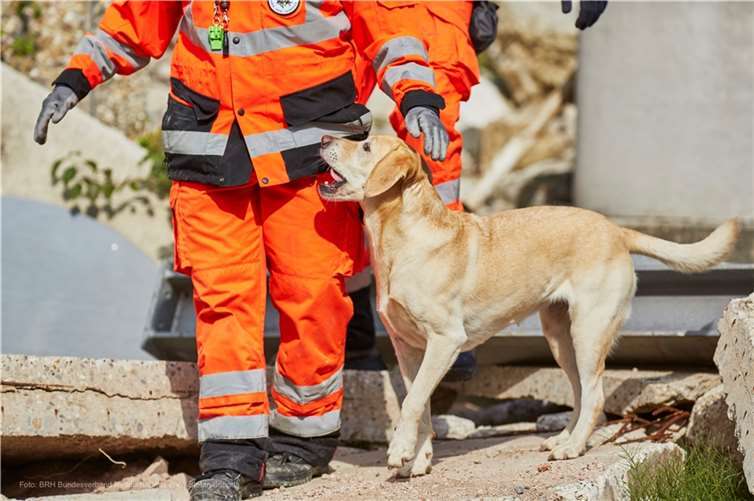 Mila war jahrelang einsatzfähiger Rettungshund und leistete unzählige Einsätze. Foto: BRH Bundesverband Rettungshunde e.V. / Stefan Sobotta