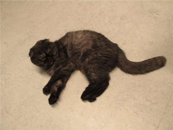 Zwei Samtpfoten suchen nette Menschen  Miley.