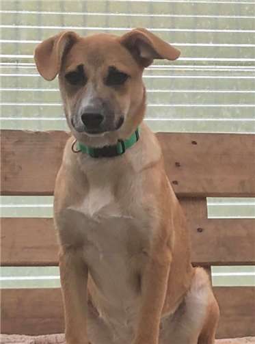 Milli, geb. Oktober 2018, geimpft, gechipt, entwurmt, entfloht.Fotos: privat