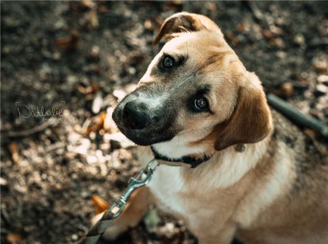 Milli genießt jede Streicheleinheit. Fotos: privat