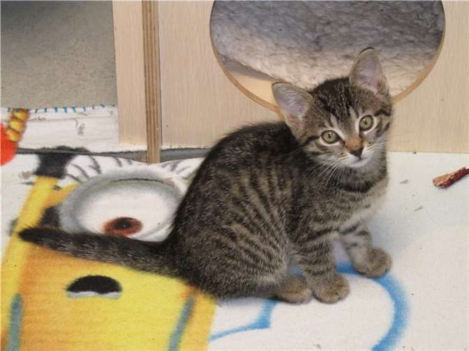 Millie. Fotos: privat