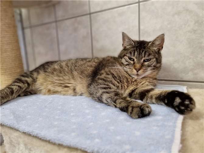 Milly (Name vom Tierheim) wurde in Brohl gefunden.  Foto: Sybill Limbach