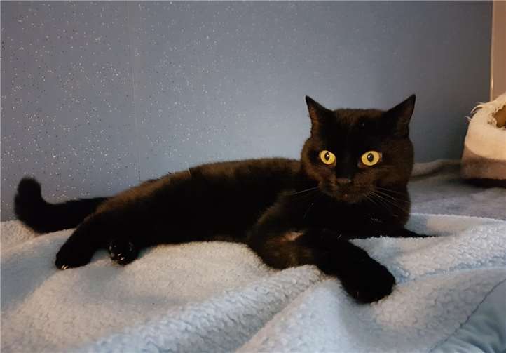 Milva sucht ein neues Zuhause.Foto: privat