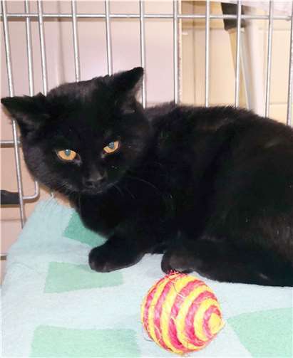 Mimi ist zurückhaltend, da sie in ihrem bisherigen Leben leider nicht viel kennenlernen durfte. Foto: Tierheim u. Tierschutzverein Kreis Ahrweiler e.V.