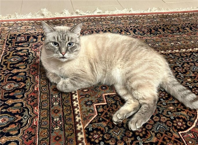 Mimi wurde von ihren Besitzern in Ahrweiler sehr vermisst. Foto: privat