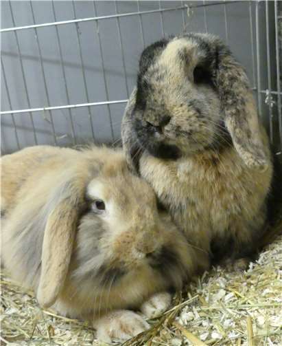 Minnie und Mickey, beide ca. 2017 geboren, suchen ein neues Zuhause. Foto: privat