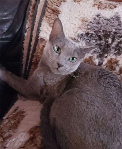 Minou möchte als Einzelkatze gehalten werden.  privat