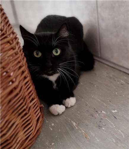 Mira.  Foto: Sybill Limbach