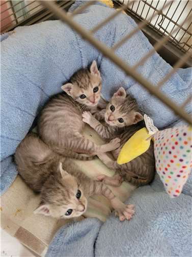 Mira, Sally und Fridolin.