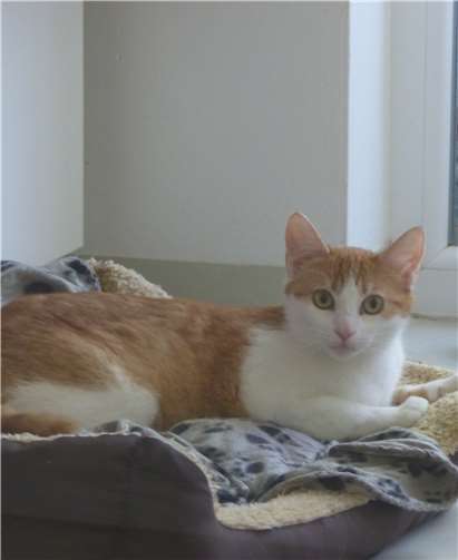 Miranda sucht ein liebevolles Zuhause.  Tierheim Andernach