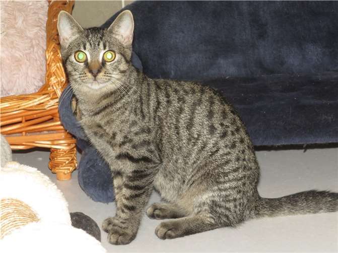 Mirko.  Fotos: privat