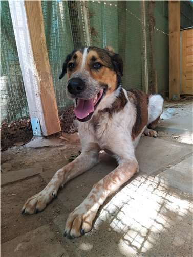 Miro. Foto: Tierheim u. Tierschutzverein Kreis Ahrweiler e.V.