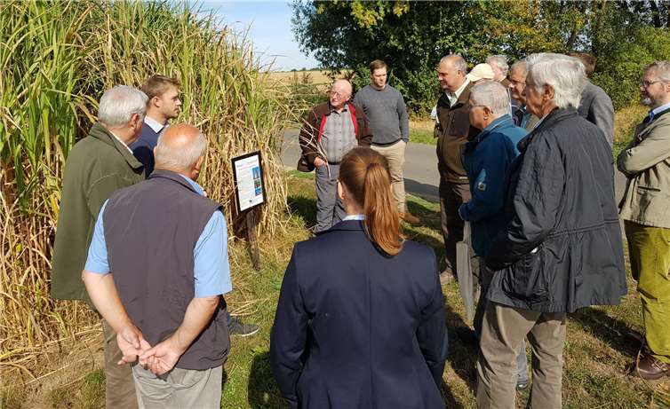 Miscanthus (China-Schilf) – ein nachwachsender Rohstoff mit Zukunft.