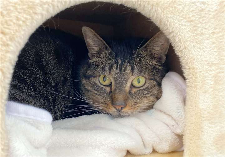 Mischa liegt gerne mit seinen Katzenkumpels zusammen. Foto: Tierheim u. Tierschutzverein Kreis Ahrweiler e.V.