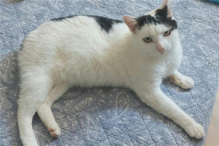 Mischko