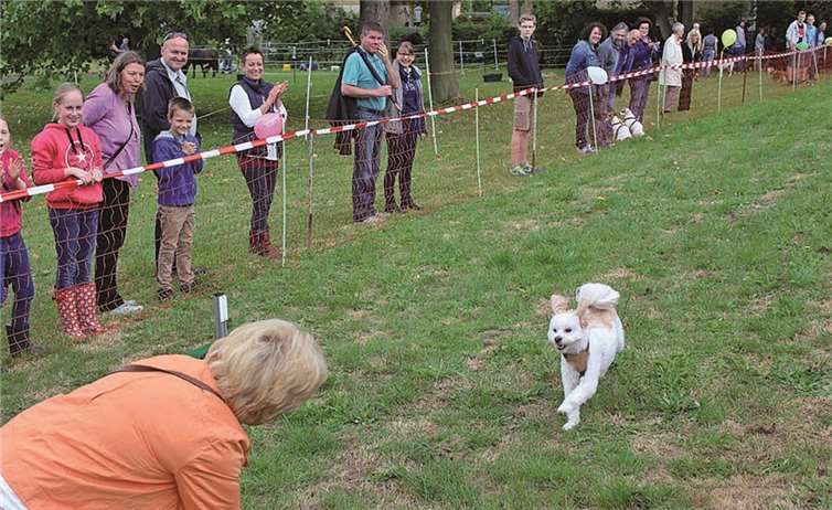Mischling Anton gewann zwar nicht das Hunderennen, begeisterte dafür die Zuschauer aber mit seinem Einsatz.