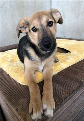 Mischling Fienchen.Fotos: Tierschutzverein Andernach u.U.e.V.