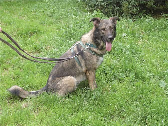 Mischling Lucky braucht viel Aufmerksamkeit.privat