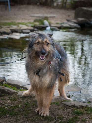 Mischling Suzi. Fotos: privat