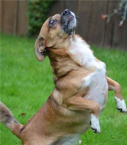 Mischlingshündin Julchen.  Tierschutz Siebengebirge
