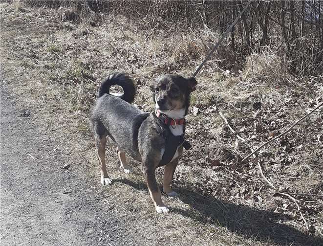 Mischlingsrüde Benny möchte gerne in ein dauerhaftes Zuhause umziehen.  Foto: privat