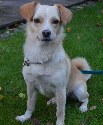 Mischlingsrüde Bilbo.Tierschutz Siebengebirge