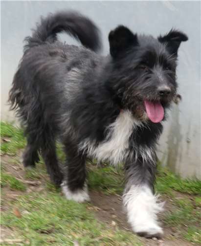 Mischlingsrüde Franky.Foto: privat