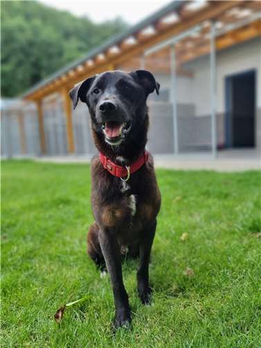 Mischlingsrüde Janni braucht ein konsequentes Zuhause. Foto: privat