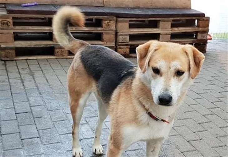 Mischlingsrüde Mika. Fotos: Tierheim Ransbach-Baumbach