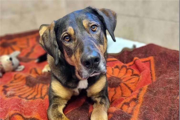 Mischlingsrüde Rocky.  Foto: Sybill Limbach