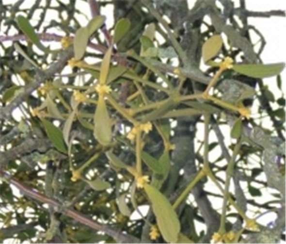 Mispel (Vicum album).