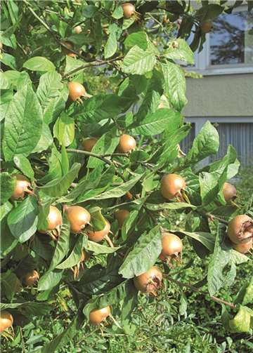 Mispelbaum mit Früchten im Naturnahen Schaugarten Berkum. Birte Kümpel