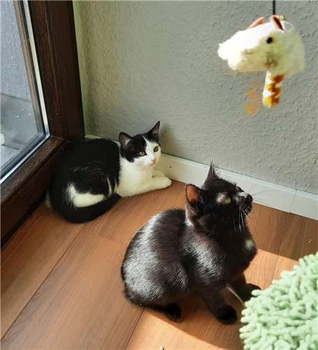 Miss Mary (rechts) würde gerne mit einem ihrer Brüder (z.B. Janosch, links) ins neue Leben starten.Fotos: Katzenschutzfreunde Rhein-Ahr-Eifel e.V.