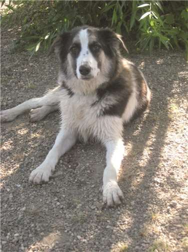 Missy sucht ein Zuhause mit einem weiteren Hund. privat