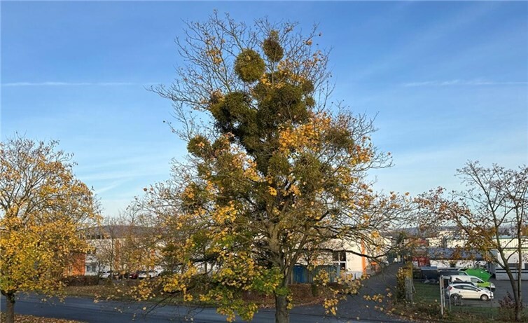 Misteln in einem Laubbaum in Sinzig.  Foto: ROB