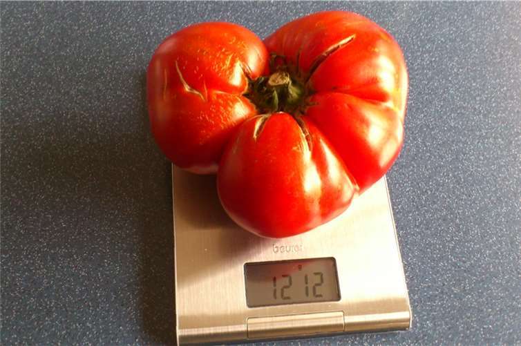 Mit 1212 Gramm ist das wohl eine der schwersten Tomaten, die die AG gezüchtet hat. 