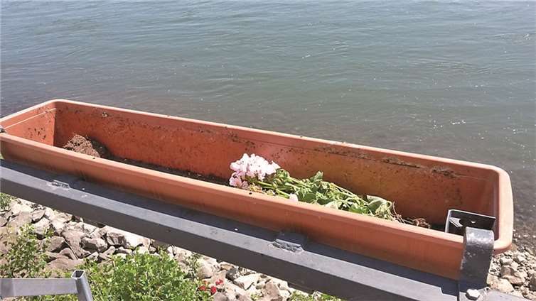 Mit Blumen und ohne Vandalismus ist es am Rhein einfach schöner gewesen. SBN