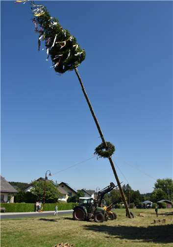 Mit Gabeltraktor und Stahlseil konnte der 32 Meter lange Giershofener Kirmesbaum aufgerichtet werden.