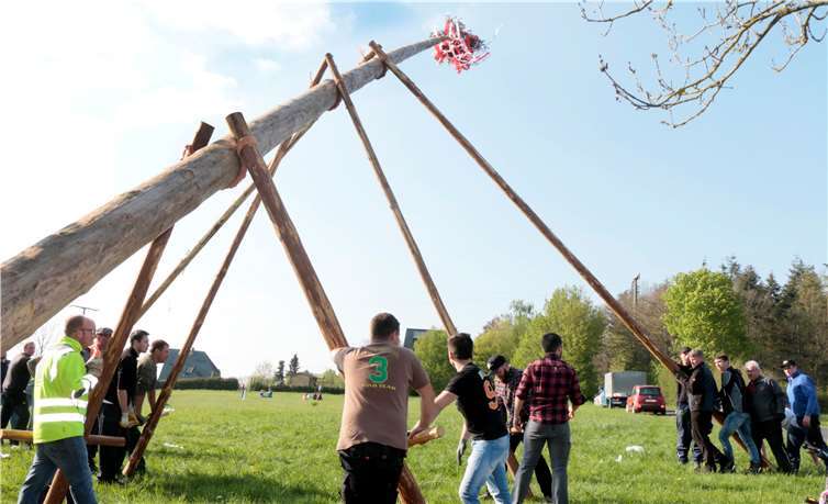 Mit Hilfe der Micken stellen die Junggesellen aus Barweiler, mit Unterstützung der Ortsvereine, die fast 30 Meter lange Fichte. Fotos: -SES-