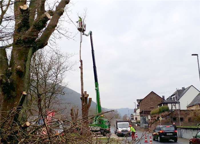 Mit Hilfe einer Hebebühne schnitten die Fachleute in schwindelnder Höhe Stück für Stück die Kastanienbäume herunter.  TT