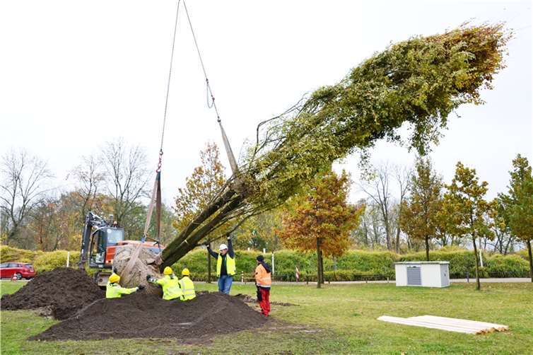 Mit Hilfe eines 70 Meter hohen Krans landete die stattliche Kork-Ulme aus einer Baumschule in den Niederlanden im vorbereiteten Pflanzloch im Festungspark Ehrenbreitstein.Foto: Stadt Koblenz