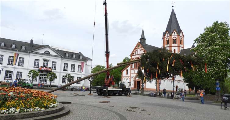 Mit Hilfe eines Krans wurde der riesige Maubaum auf dem Sinziger Kirchplatz in die Senkrechte gebracht.  BL